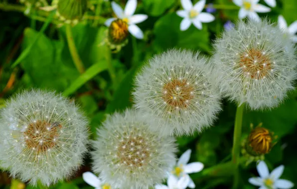 Картинка Макро, Природа, Одуванчики, Nature, Macro, Dandelions