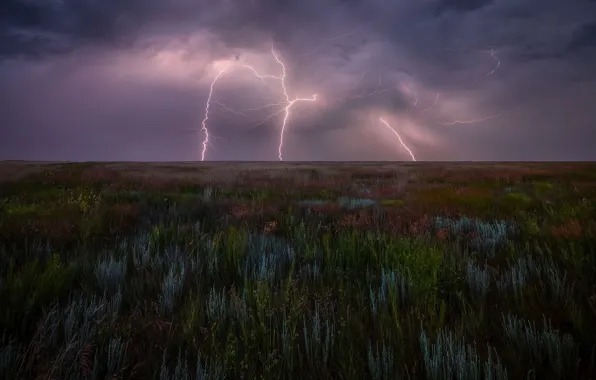 Гроза, поле, небо, трава, тучи, растительность, молния, растения
