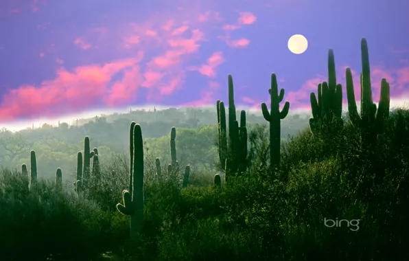 Луна, пустыня, Аризона, США, Saguaro, кактус ночь, Сонора
