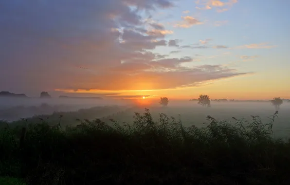 Картинка поле, осень, туман, утро
