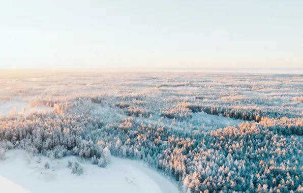 Wood, Winter, Landscape, Snow, Sunlight, Joni Kuusisto
