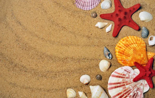 Картинка песок, раковина, гребешок, ракушки, морская звезда