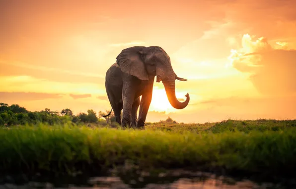 Закат, слон, Африка