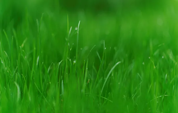 Картинка зелень, трава, природа, фото