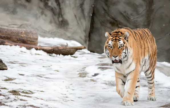 Картинка зима, снег, дикая кошка, амурский тигр