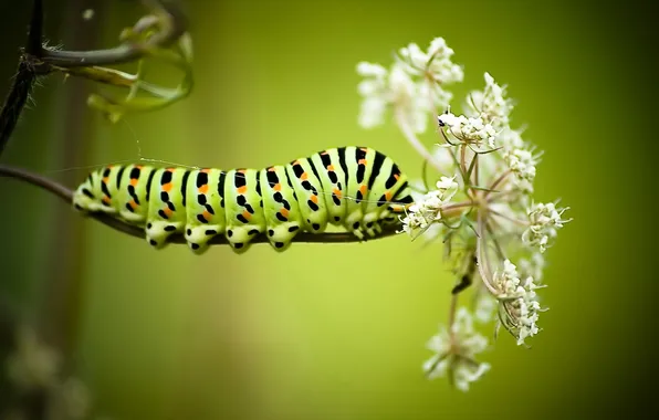 Картинка цветок, макро, гусеница, Papilio machaon caterpillar
