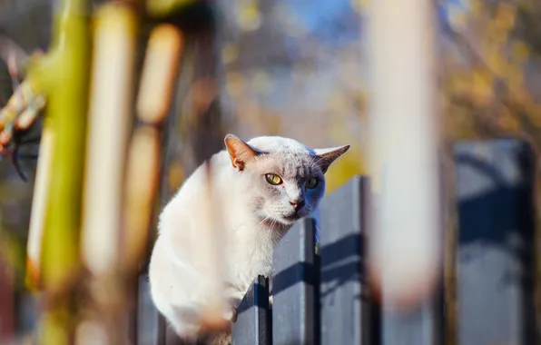 Картинка кошка, кот, взгляд, забор, кошак