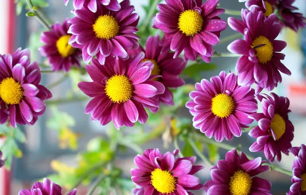 Цветы, природа, Pink Daisy
