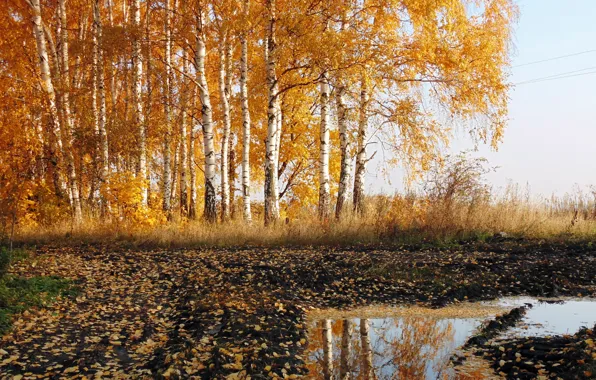 Дорога, осень, природа, берёзы