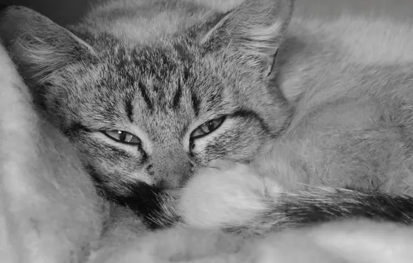 Кошка, котенок, ч\б