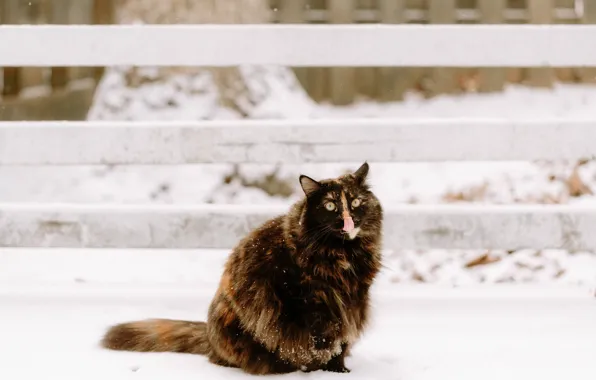 Картинка зима, язык, кошка, кот, снег, шерсть, пушистая