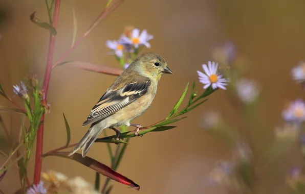 Картинка цветы, природа, птица