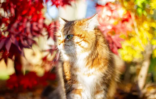 Кошка, кот, рыжий, мордашка, боке