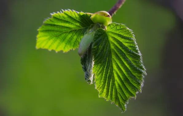 Spring, leaf, twig