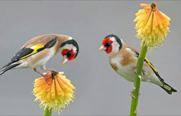 Птицы, природа, красота, двое, animals, nature, two, birds
