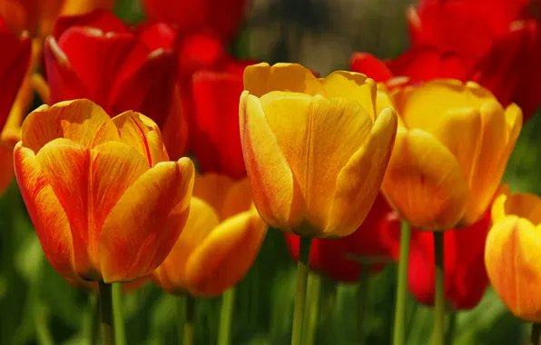 Картинка Весна, Тюльпаны, Spring, Tulips