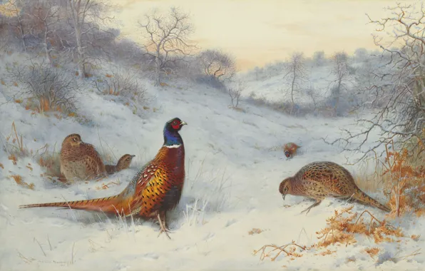Картинка 1909, шотландский живописец, Archibald Thorburn, Фазан на снегу, Scottish painter, Pheasant in the snow, Арчибальд …