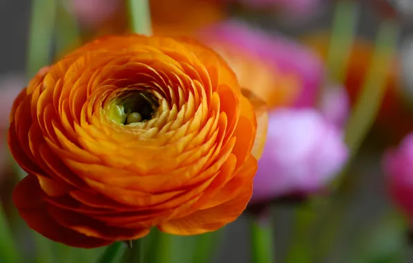 Картинка цветок, оранжевый, лепестки, красочный