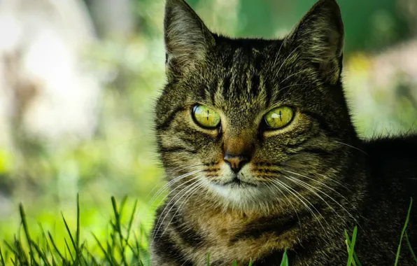 Кошка, трава, кот, взгляд, морда, природа, портрет, зеленые глаза
