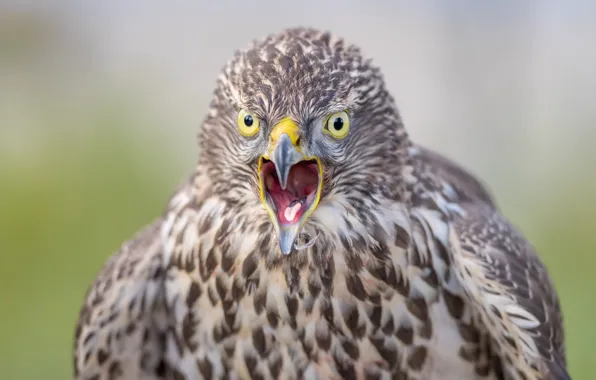Клюв, Ястреб-тетеревятник, Northern goshawk