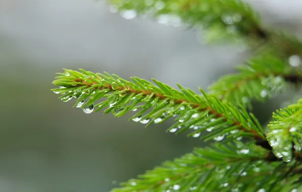 Water, drops, spruce, twig