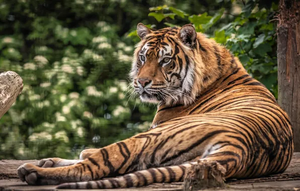 Картинка кошка, природа, тигр