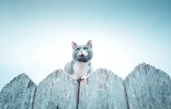 Картинка кот, забор, cat, fence, Владимир Карамазов