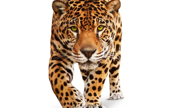 Картинка животное, хищник, белый фон, ягуар, дикая кошка, зеленые глаза