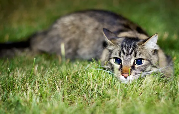 Картинка трава, глаза, котенок, Кошка, милый, grass, kitten, eyes