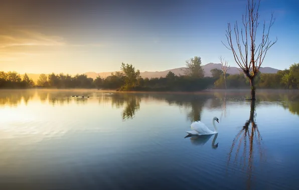 Картинка пейзаж, озеро, утро, лебедь