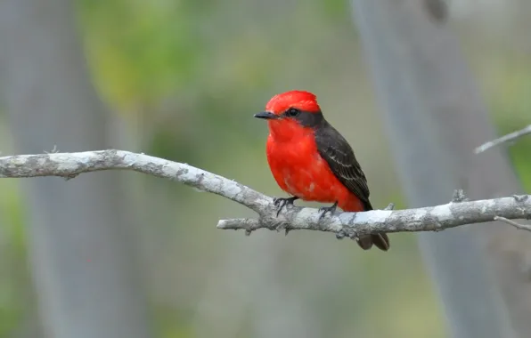 Картинка Red, Black, Bird, Beak, Eye, Branch, Tié Sangue