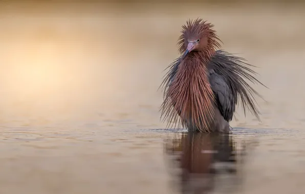 Картинка birds, animal, wild life, Egretta rufescens
