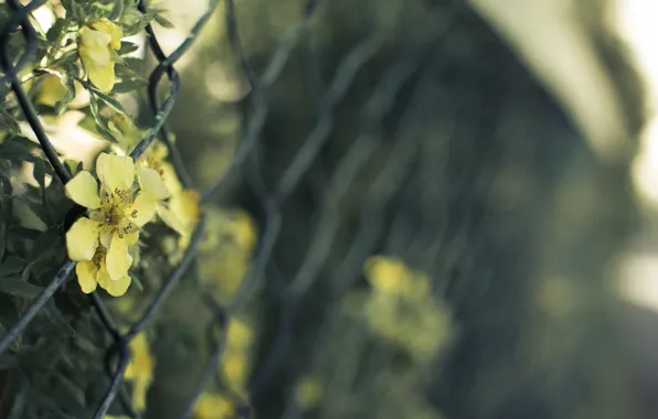 Light, flowers, fence, wire, mesh