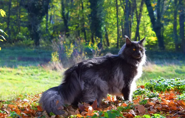 Картинка осень, кошка, кот, взгляд, морда, листья, свет, деревья