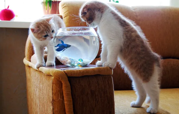 Картинка аквариум, рыбка, котята