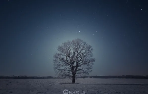 Зима, дерево, вечер, Снег
