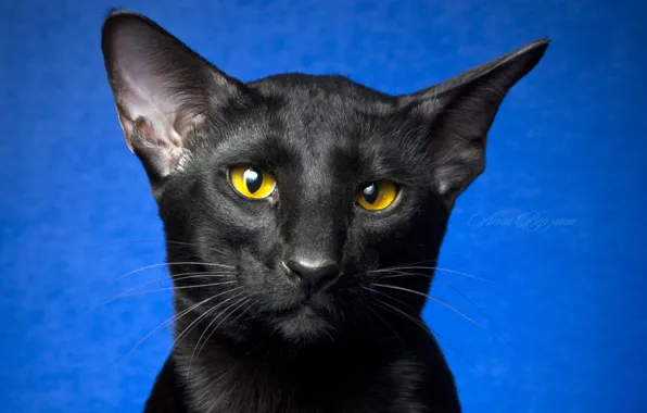 Картинка глаза, кот, взгляд, черный кот, синий фон, ориентал