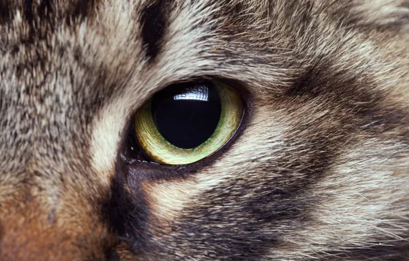 Eye, fur, Feline, penetrating gaze