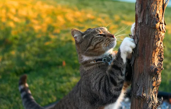 Кошка, кот, поза, серый, дерево, поляна, лапки, ошейник