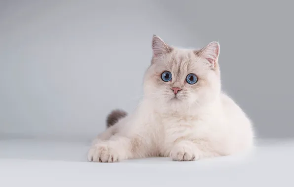 Кошка, белый, кот, взгляд, поза, котенок, мордочка, милый