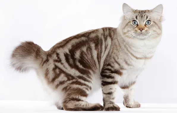 Картинка кот, порода, красавец, американский бобтейл