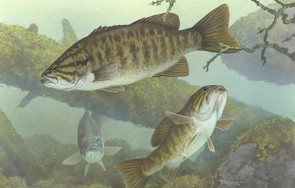 Рыбы, дно, хищник, коряжник, micropterus dolomieu, малоротый окунь