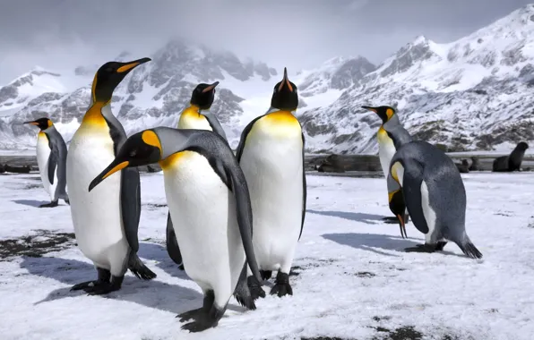 Картинка снег, горы, пингвины, пингвин, королевские пингвины