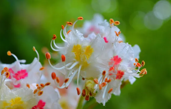 Картинка Цветы, Капли, Весна, Flowers, Spring, Боке, Bokeh, Drops