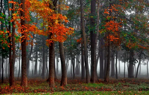 Картинка forest, autumn, mist
