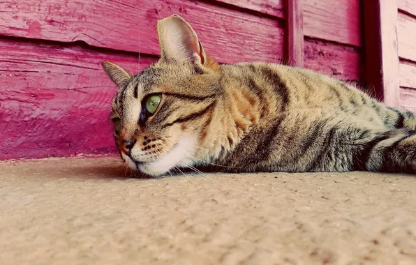 Картинка кошка, глаза, отдых, лежит
