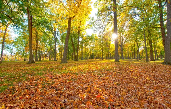 Картинка осень, листья, солнце, лучи, деревья, парк, скамья