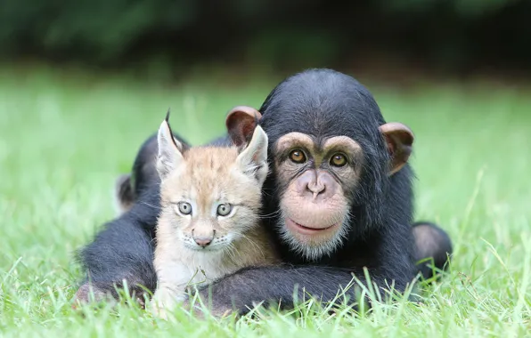 Картинка Nature, Cat, Best, Animals, Monkey, Feline, Chimpanzee, Ape