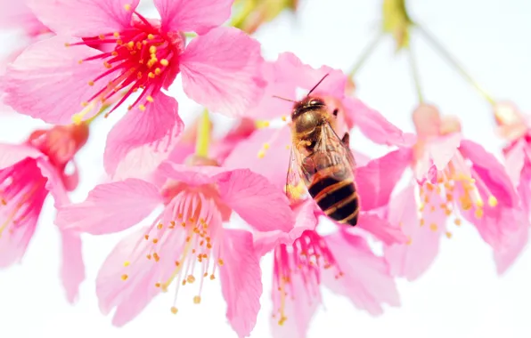 Картинка макро, цветы, пчела