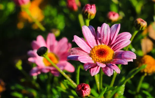Flower, autumn, garden, blooming, aster